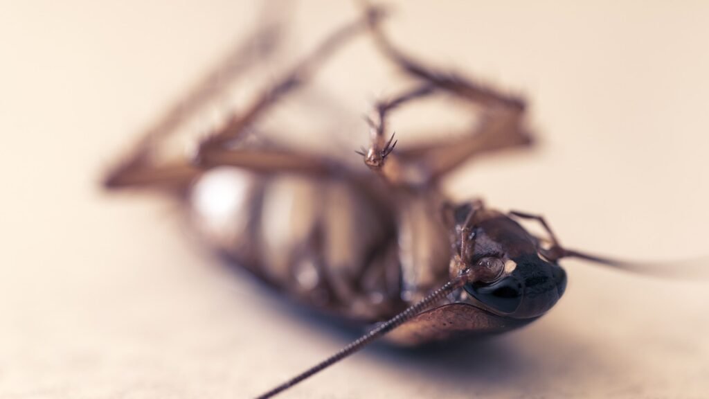 cockroach, orthoptera, dead