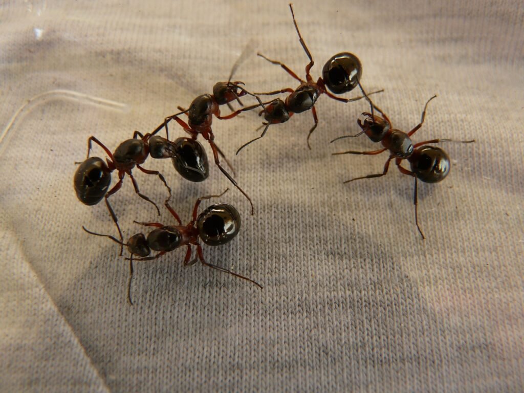 forest ant queens, ants, wood ants